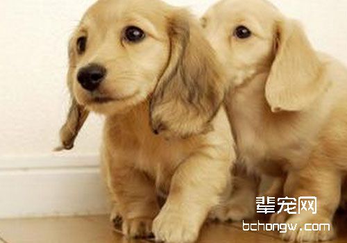 怎么和狗交流