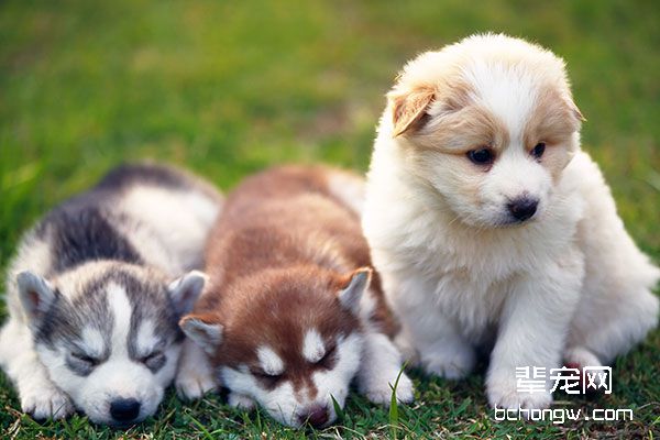 幼犬奶糕和幼犬粮的区别