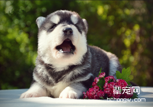 狗狗偏食有哪些危害性
