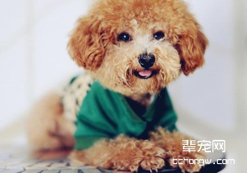 什么样的狗不适合穿狗衣服
