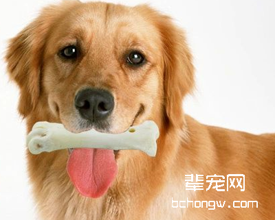 狗狗磨牙棒可以选择哪些