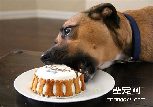 喂狗狗蛋糕时应该注意哪些问题