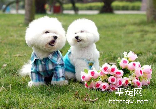 怎么给比熊犬消除泪痕