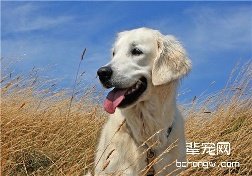 狗狗牙膏有哪些特点