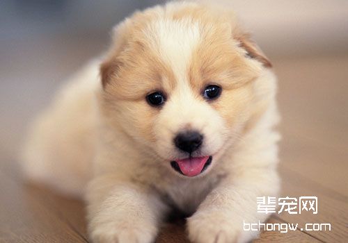 幼犬驱虫要注意哪些问题