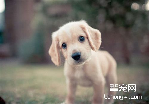 狗狗零食搭配喂食更好