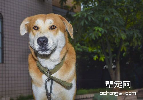 狗狗皮肤病时可以吃处方粮吗？