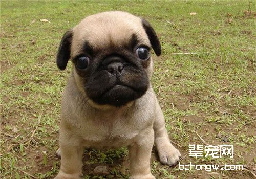 幼犬尴尬期可以吃美毛粉吗