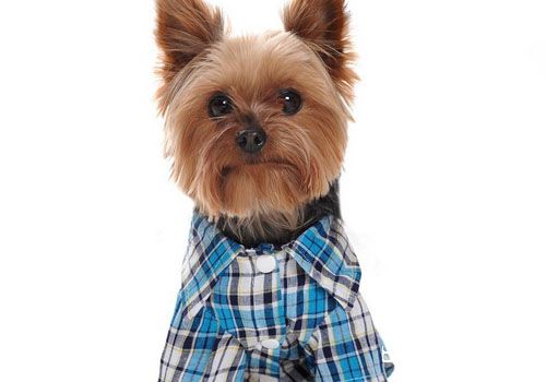 幼犬衣服是否必要