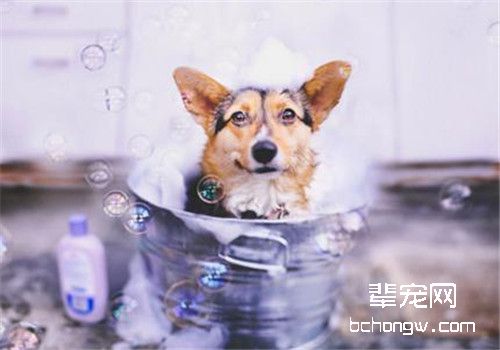 狗狗沐浴液为什么不能用人的
