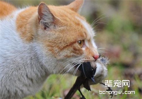 猫咪为什么会抓东西送给主人