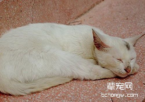 用什么方法来制止猫咪的恶劣行为？