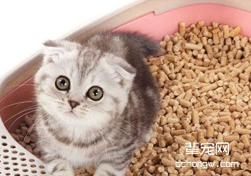 猫咪超实用猫砂训练方法