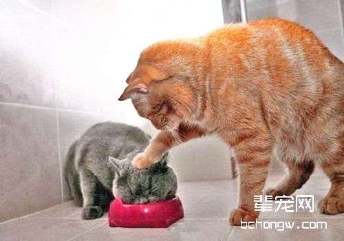 纠正猫咪异常摄食的办法
