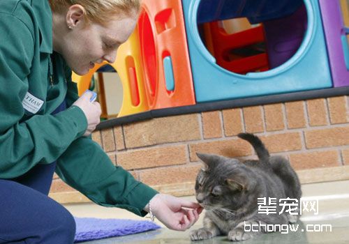 在游戏中进阶：猫咪训练不再单调