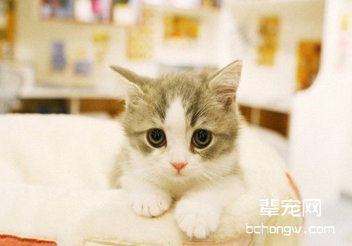 猫咪训练的几个技巧和注意事项