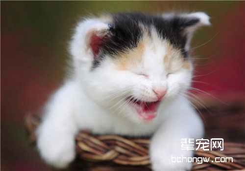 训练猫咪使用猫抓板的小技巧