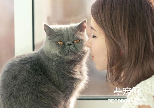 和猫咪的沟通比训练更重要