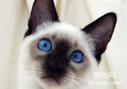 改善暹罗猫恶习，训练很重要