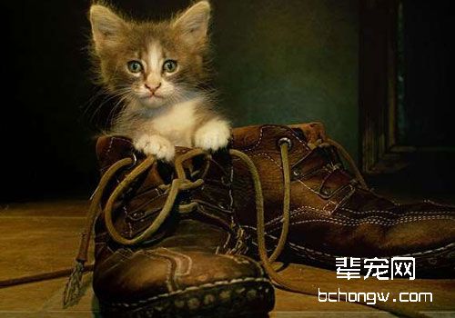 猫咪穿上鞋子就不会走路？