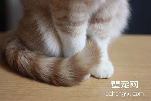 想要了解猫咪 就去看看它的尾巴吧