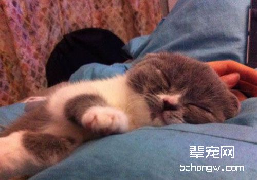 猫咪为什么乱撒尿？