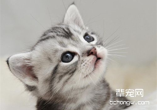 美国短毛猫的训练选择时机很重要