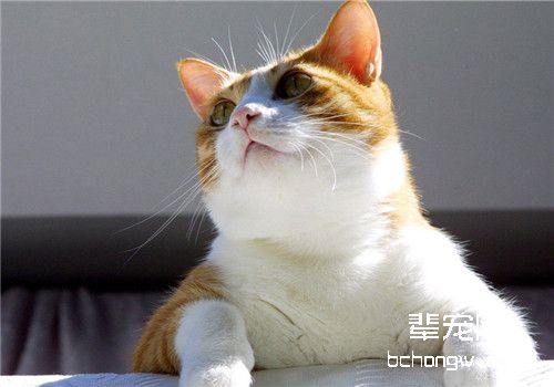 如何训练猫咪使用猫爬架