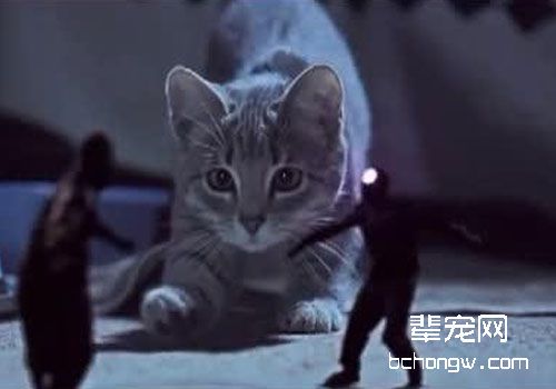 猫咪可以当间谍吗？