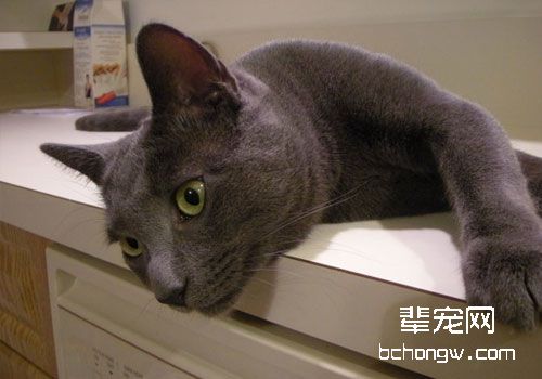 正确方法改善猫咪抓挠撕咬的习惯