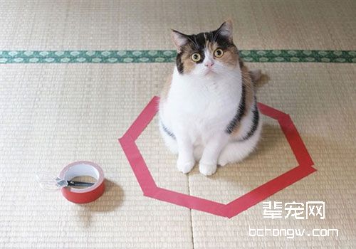 画个圈就能圈住猫咪是真的吗？