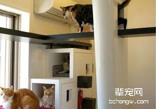 猫咪应该待在室内？