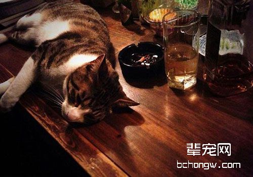 让你的猫咪消除寂寞的方法