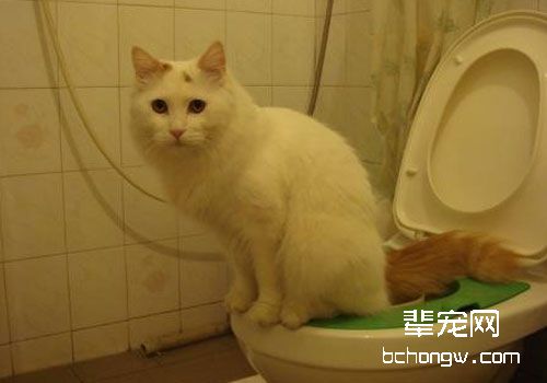 猫咪在马桶上上厕所真的好吗？