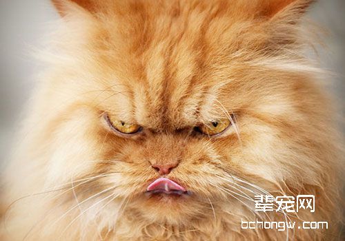 如何安抚炸毛的猫咪