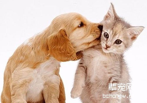 猫狗也能互帮互助