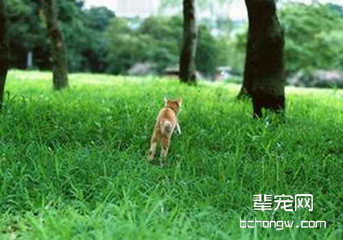 猫咪认得回家的路吗？