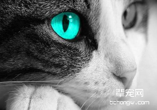 猫为什么爱吃老鼠