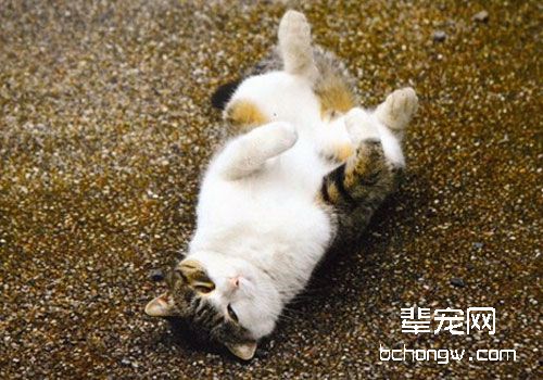 如何训练你的猫咪与众不同