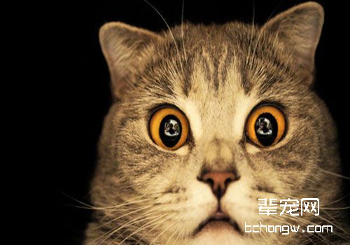 怎样了解猫的内心状态