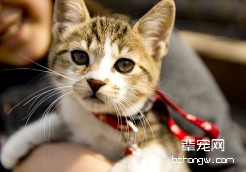 怎样让猫融入你的生活