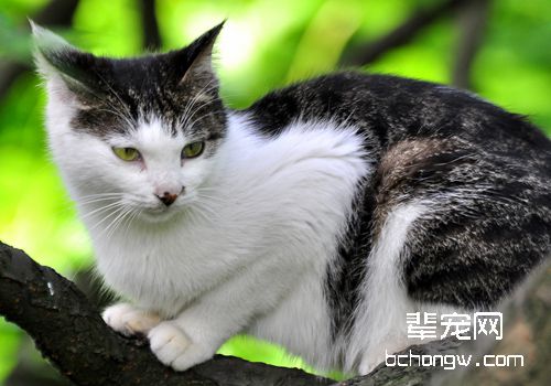 猫咪的自我保护能力