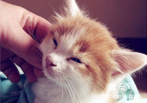 为什么猫咪被抓后脖子就动不了？