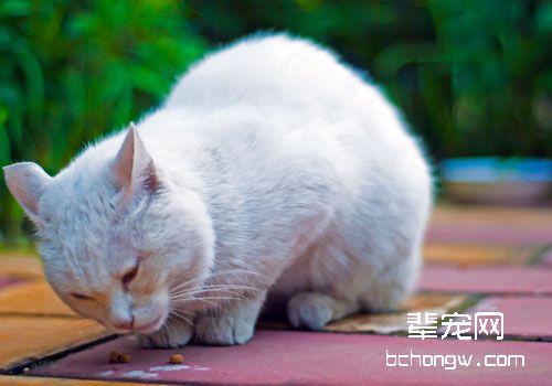 气味对猫咪行为的影响