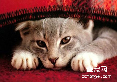 避免猫应激的方法