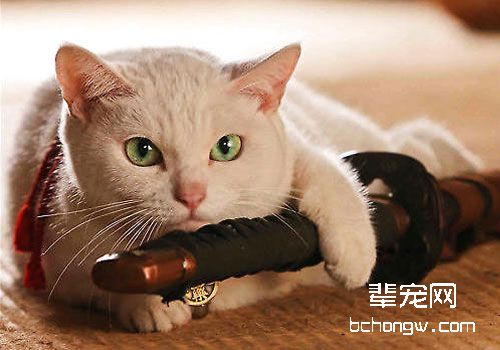 一些猫咪基本的训练方式