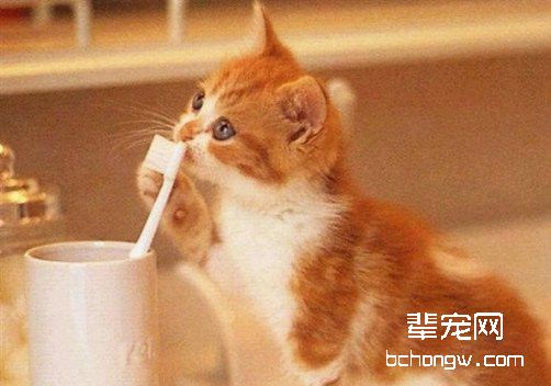 如何把猫咪训练的听话乖巧