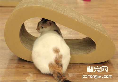 如何使猫咪不破坏家里的一切