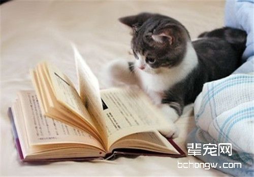 小猫咪在成长中要学会哪些技能？