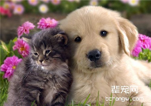 训练猫咪与其他动物和平共处